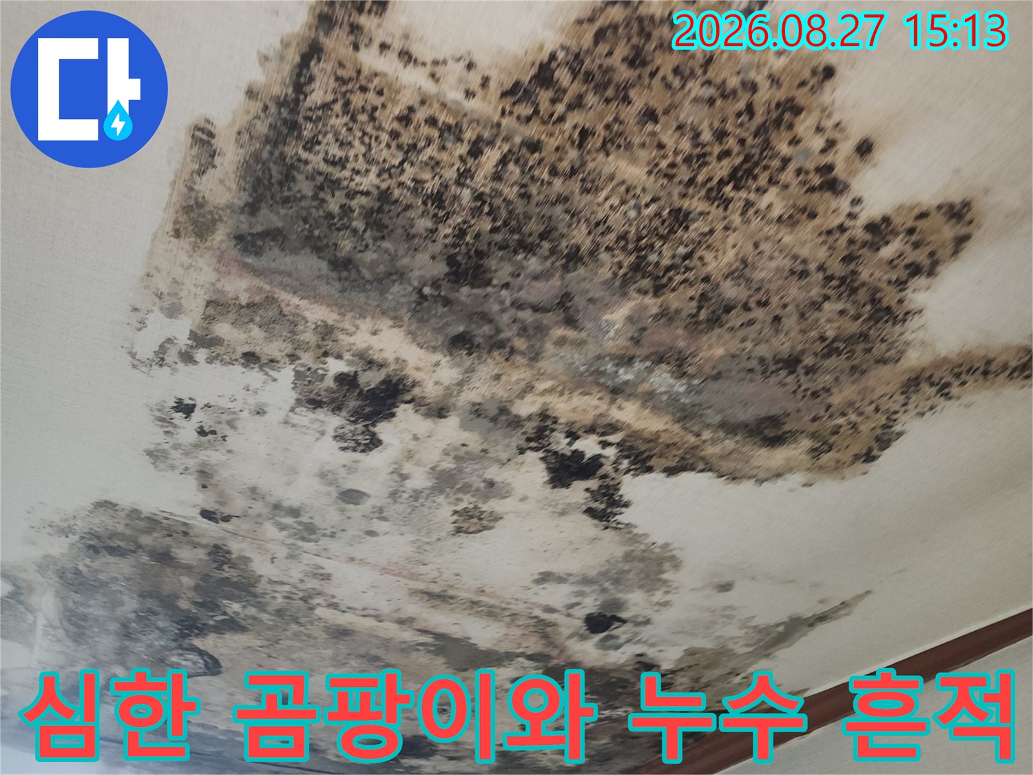 누수로 인해 검은 곰팡이가 넓게 퍼진 거실 천장 벽지 상태