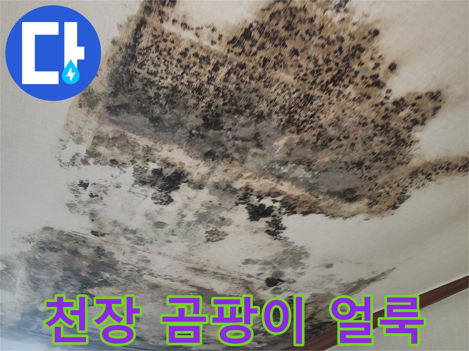 천장 벽면을 뒤덮은 검은색 곰팡이와 습기 흔적