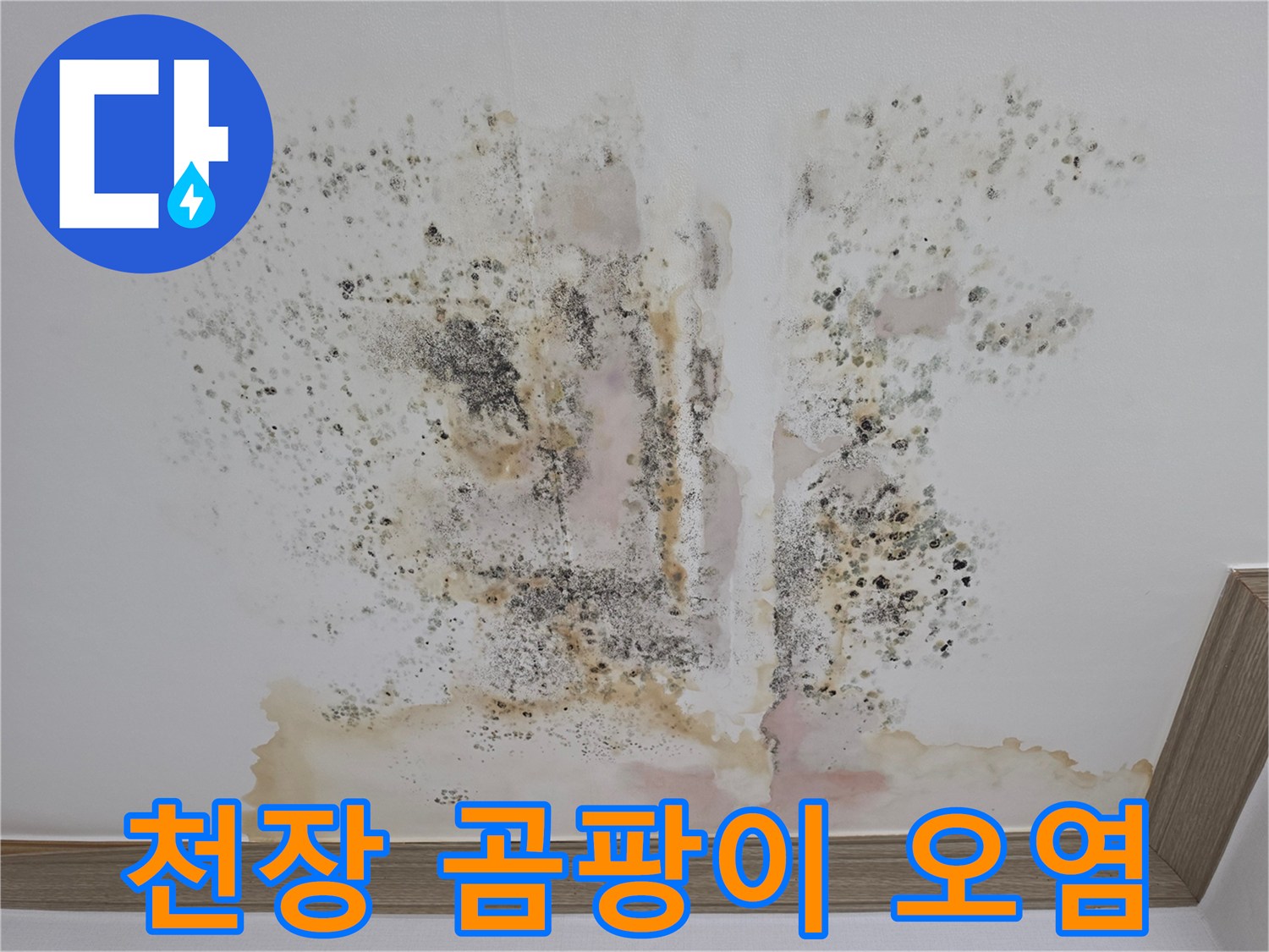 심하게 오염된 천장-광범위한 곰팡이와 변색 흔적