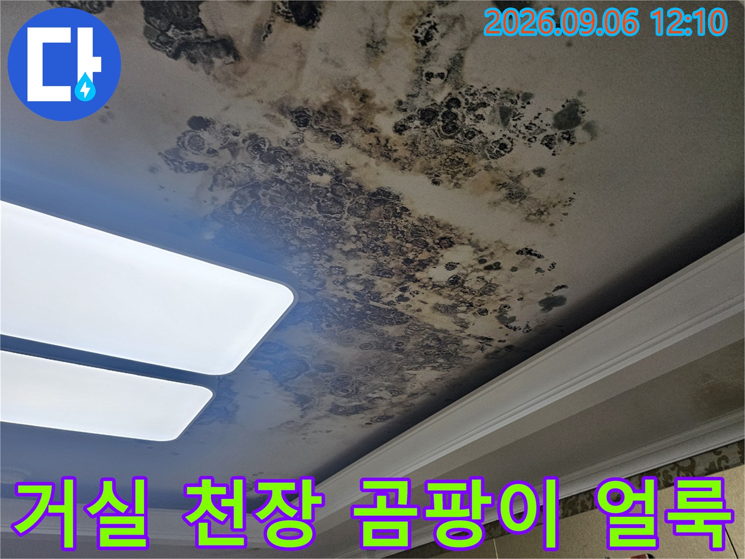 은평구 대조로 아파트 거실 천장의 심한 곰팡이와 누수 흔적