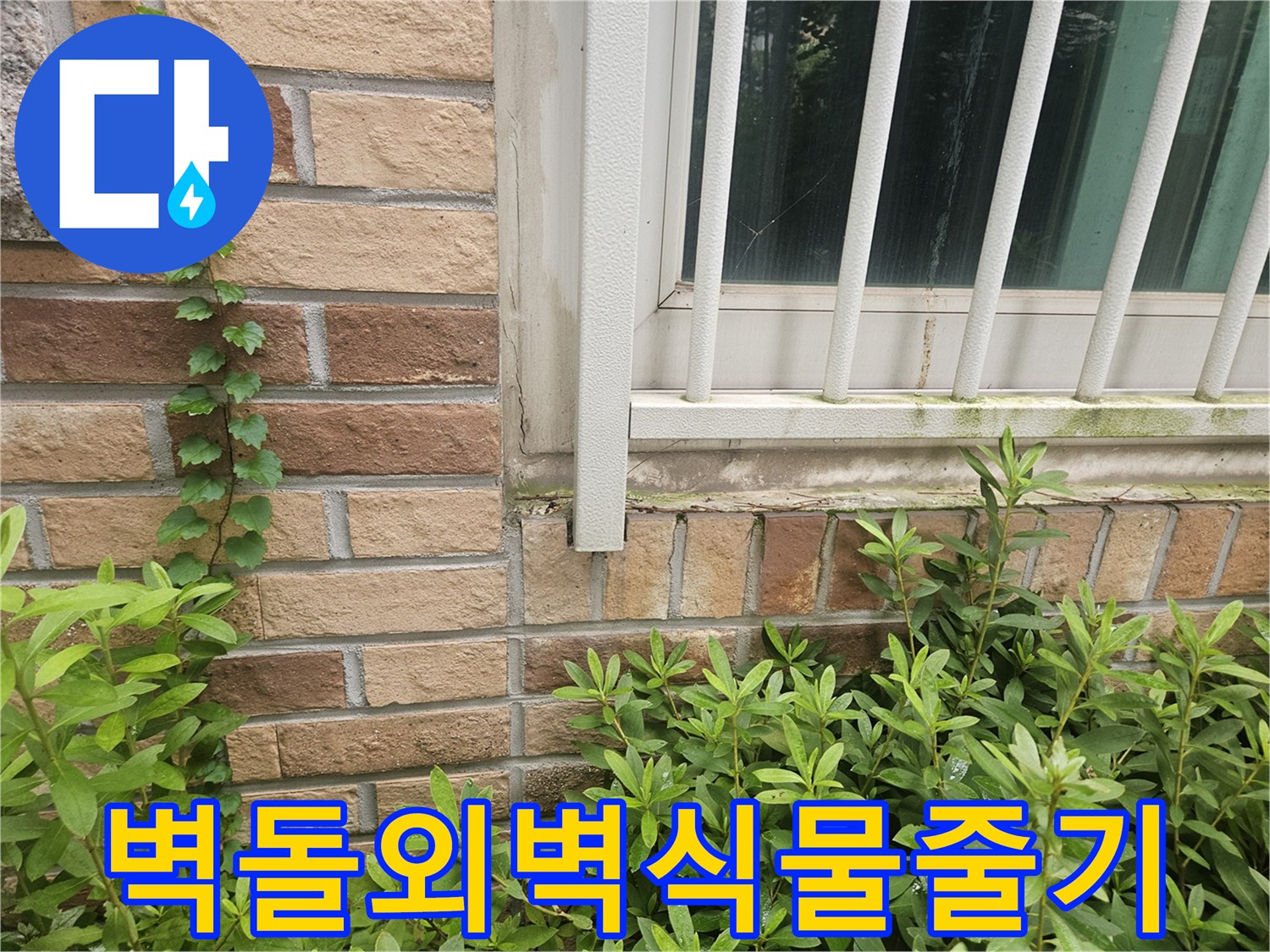 벽돌 벽을 타고 내려오는 초록색 식물 줄기