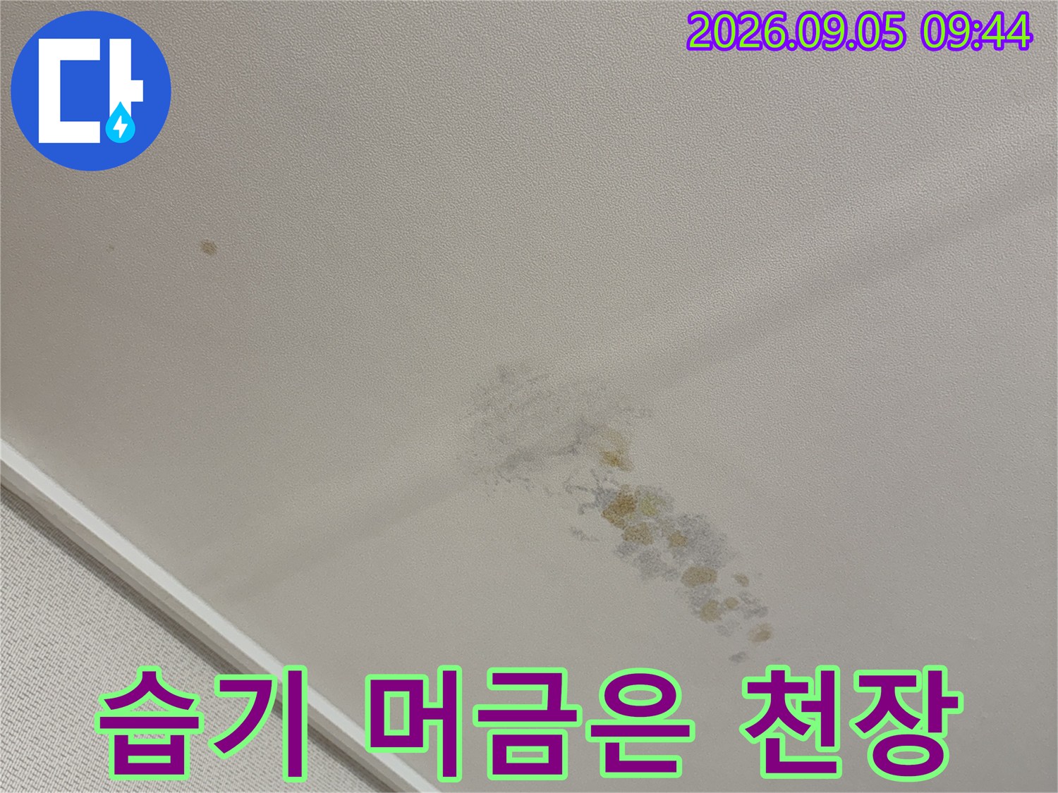 곰팡이가 발생한 천장 벽지의 누수 피해 흔적