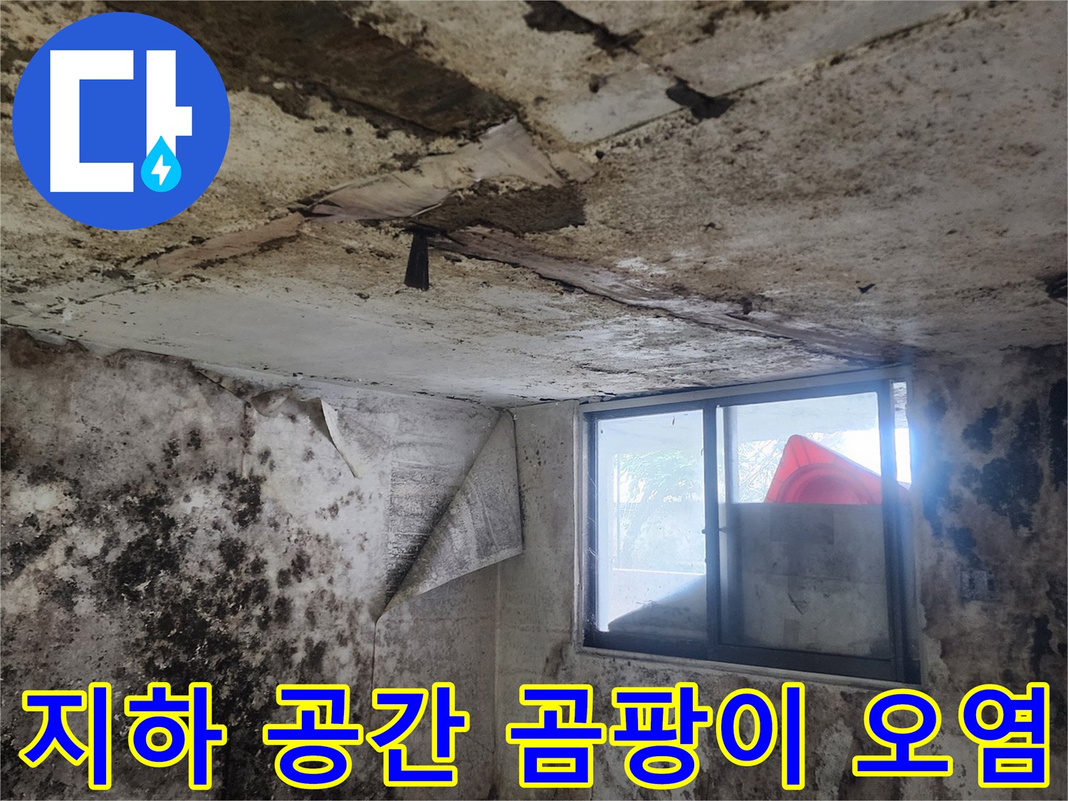 서초구 염곡동 현장-벽면과 바닥의 광범위한 곰팡이 발생