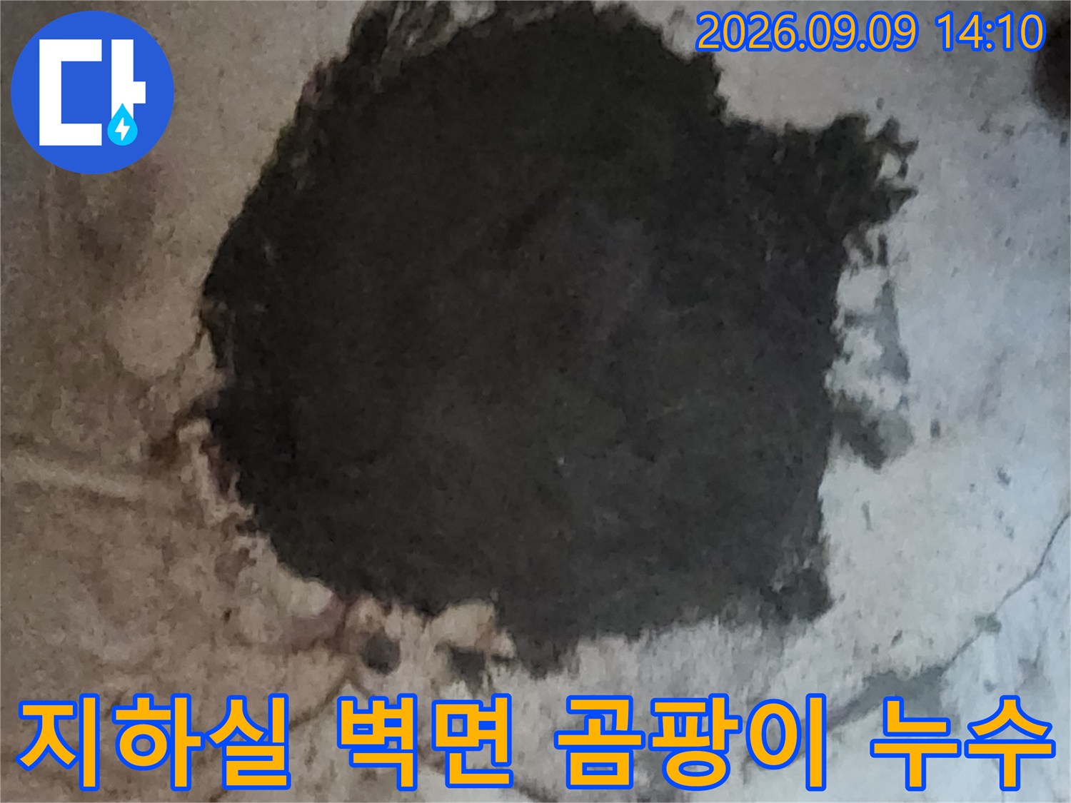 심한 곰팡이와 물 얼룩이 나타난 지하실 천장 모습입니다.