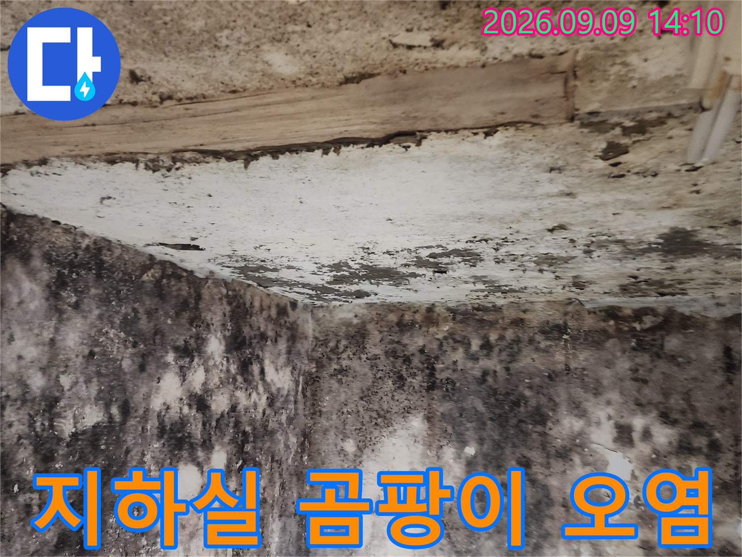 심한 습기와 함께 나타난 지하실 벽면의 곰팡이