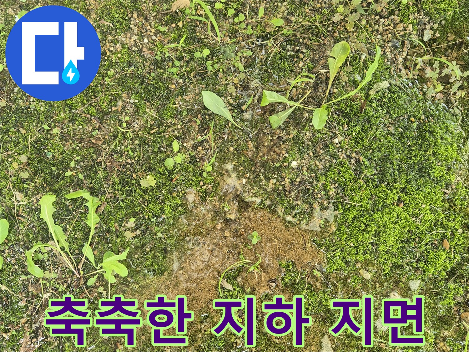 습기가 가득 찬 아파트 지하 바닥의 흙과 식물