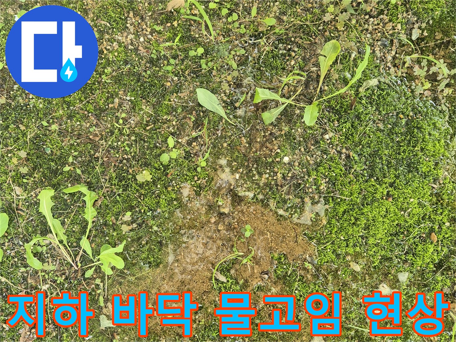 천안 서북구-아파트 지하 지면의 물고임과 이끼 상태